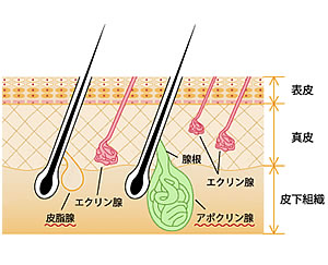 アポクリン腺(あぽくりんせん)