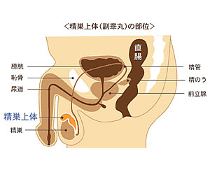 精巣(せいそう)