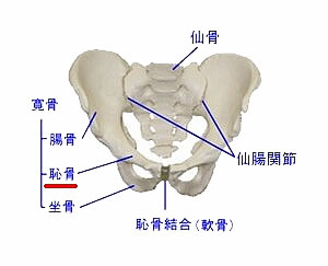 恥骨(ちこつ)